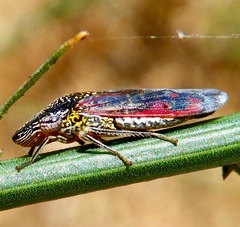 Homalodisca liturata