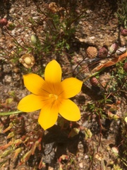 Romulea saldanhensis