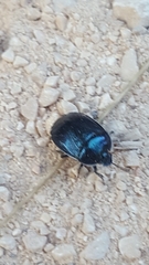 Canthophorus melanopterus