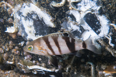 Serranus hepatus