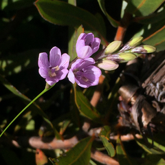 Ixia flexuosa