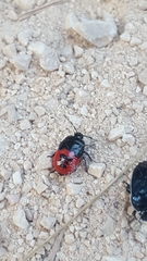 Canthophorus melanopterus