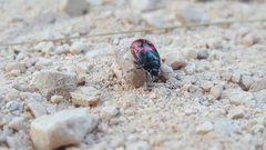 Canthophorus melanopterus