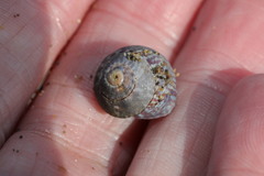 Steromphala umbilicaris
