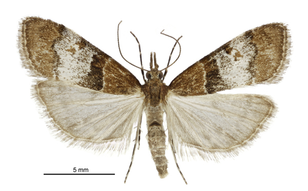 Antiscopa acompa