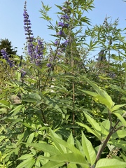 Vitex agnus-castus