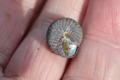 Steromphala umbilicaris