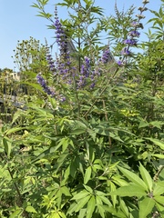 Vitex agnus-castus