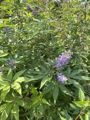 Vitex agnus-castus