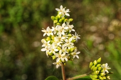 Stevia serrata