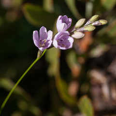 Ixia flexuosa
