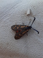 Neurosymploca concinna