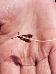 Neurosymploca concinna