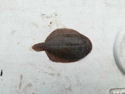 River sole (Trinectes fluviatilis) — Achiridae — 2