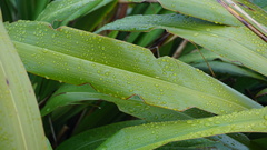 Ichneutica steropastis