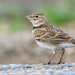 Calandra Lark - Photo (c) Анна Голубева, some rights reserved (CC BY-NC-ND), uploaded by Анна Голубева