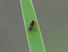 Anasimyia contracta