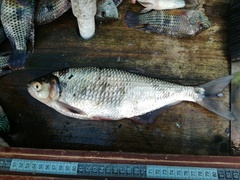 Brycon dentex