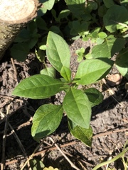 Lysimachia clethroides