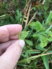 Crotalaria sagittalis