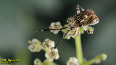 Eurystylus coelestialium