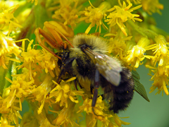 Misumenoides formosipes