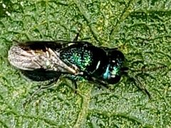 Pseudomalus