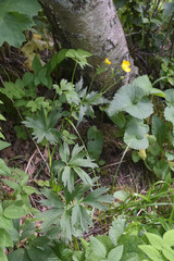 Ranunculus caucasicus