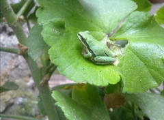Hyla euphorbiacea