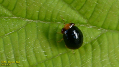 Geocoris varius