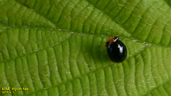Geocoris varius