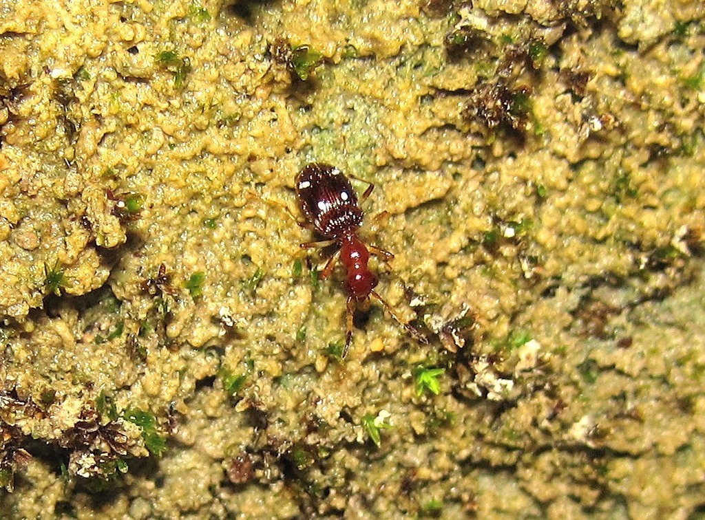 Lachnophorina