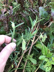 Crotalaria sagittalis