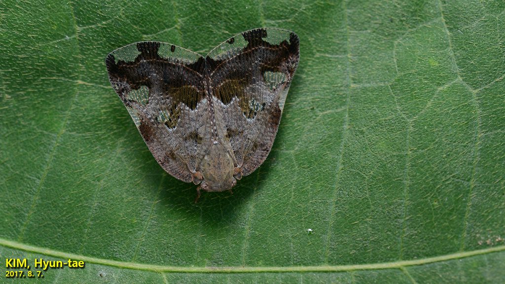 Black planthopper, Asian planthopper, Ricaniid Planthopper