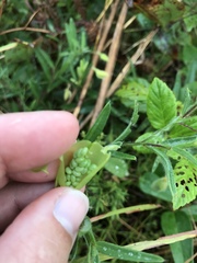 Crotalaria sagittalis