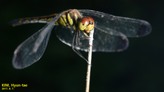 Sympetrum infuscatum