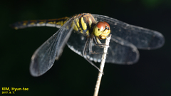 Sympetrum infuscatum