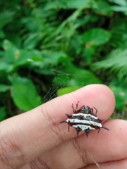 Gasteracantha doriae