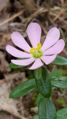 Sabatia capitata