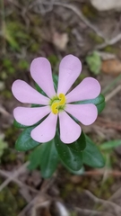 Sabatia capitata