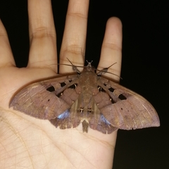 Ischyja marapok