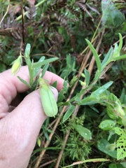 Crotalaria sagittalis