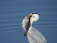 Ardea cinerea