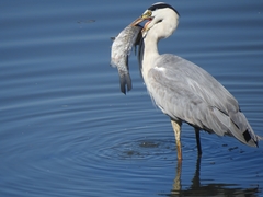 Ardea cinerea