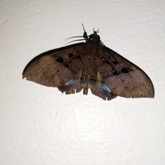 Ischyja marapok
