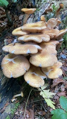 Fungi