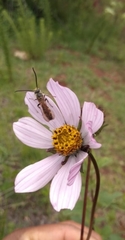 Cosmos diversifolius