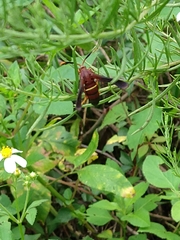 Vitacea scepsiformis