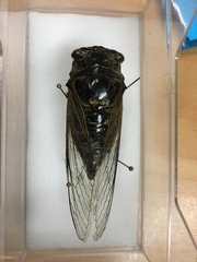 Cryptotympana atrata