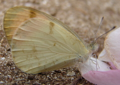 Colotis aurora